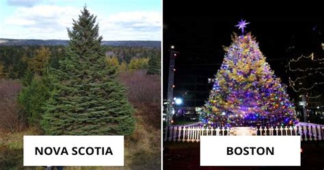 Nova Scotia Sends A Christmas Tree To Boston Every Year Heres Why