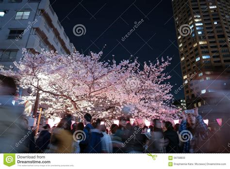 Cherry Blossoms Festival Redaktionell Arkivfoto Bild Av Festival
