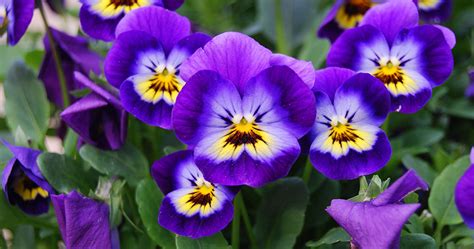 Violet Flowers Cs