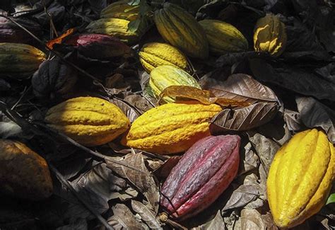 The Top Cocoa Producing Countries In The World Cocoa World 10 Things