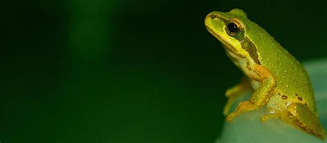 Frog In Thought Photograph By Shauna Obrien Fine Art America