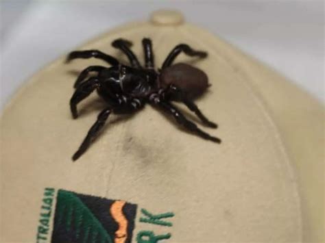 The Largest Funnel Web Spider Ever Found In Australia Can Kill A