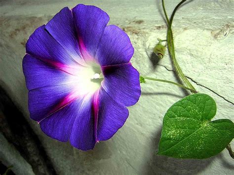 ipomoea morning glory | Morning glory flowers, Morning glory seeds, Morning glory flower