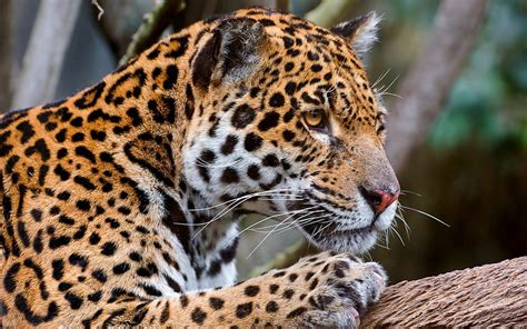 Animals Jaguar Muzzle Predator Big Cat Hd Wallpaper Pxfuel