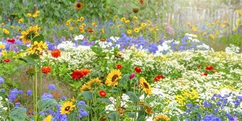 30 Flowers That Bloom In Summer Annuals And Perennials For Late Summer