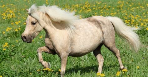 8 Smallest Horses In The World A Z Animals