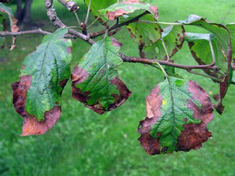 Apple Tree Leaves Curling And Turning Brown Uk Dee Ramsay