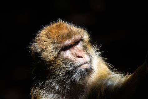 Barbary Ape Monkey Primate Free Photo On Pixabay