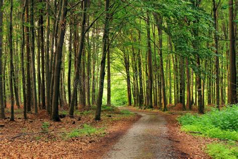 Tranquil Forest Path Stock Image Image Of Biking Relaxing 81843309