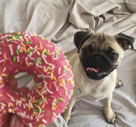 14 Photos That Proving Pugs are the Cutest Dogs in the World | Page 3 of 3 | PetPress