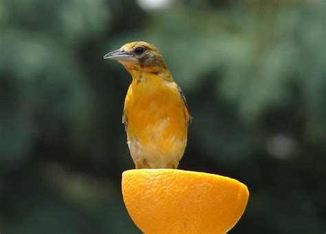 Female Vs Male Oriole How To Identify The Sex Of 9 Orioles