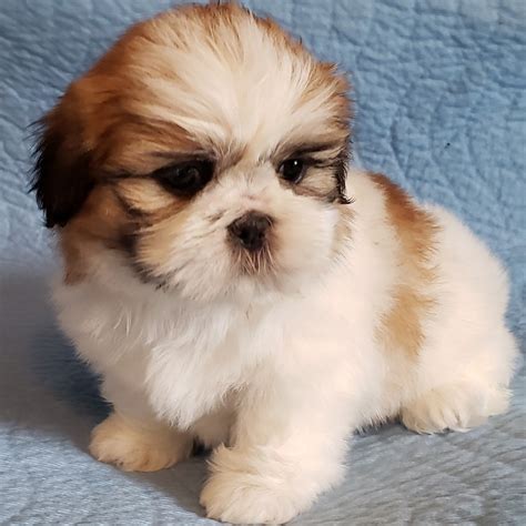 Shih Tzu Puppies For Sale Newport Mi 297450 Petzlover