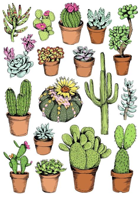 Cactus Illustration By May Van Millingen Artsandcrafts【2019】 Cactus