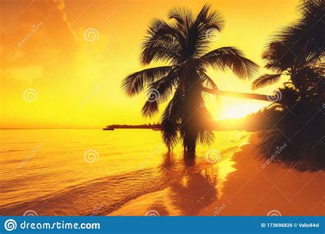 Silhouette Of Palm Trees On A Tropical Island Beach Sunrise Shot Stock