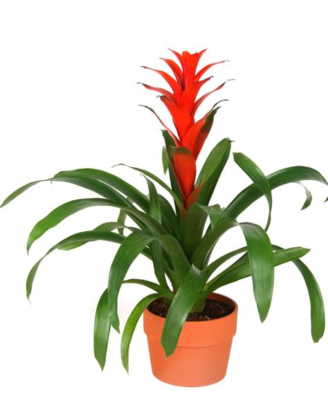 How To Grow Bromeliads And Pineapples Hgtv