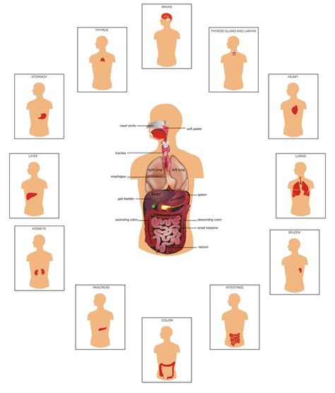 The study of the human body involves anatomy, physiology, histology and. Human Organ Diagram | Human organ, Health pictures