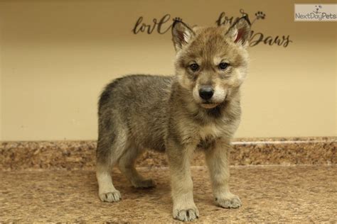 Wolf F1 Wolf Hybrid Puppy For Sale Near Omaha Council Bluffs