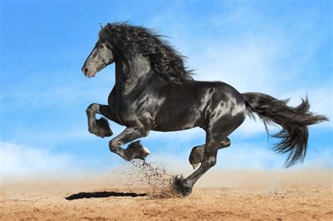 10 Most Exotic Horse Breeds With Pictures Peturity