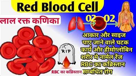 Rbc Kya Hai Hindi Red Blood Cell Hindi Function Of Red Blood Cell