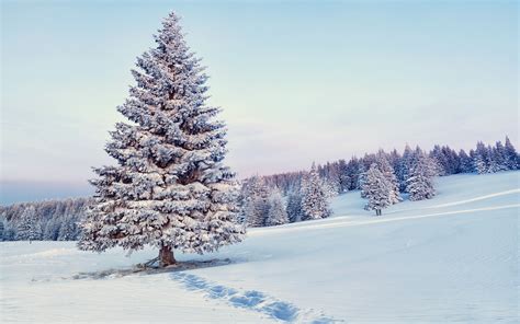 Schnee Bäume Wald Winterlandschaft 3840x2160 Uhd 4k