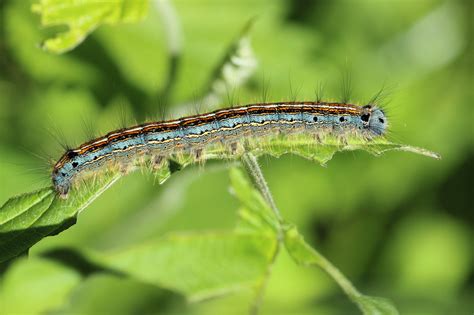 5 Common Garden Pests And How To Deal With Them
