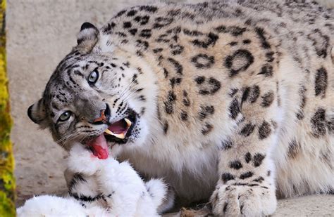 Snow Leopard The Biggest Animals Kingdom