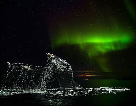 Biology Professor Photographs Arctic Whales And His Photos Will Take