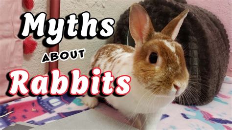 9 myths about rabbits spaying is recommended youtube