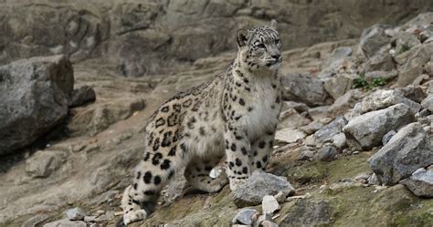 International Snow Leopard Ecosystem Forum Global Climate Change