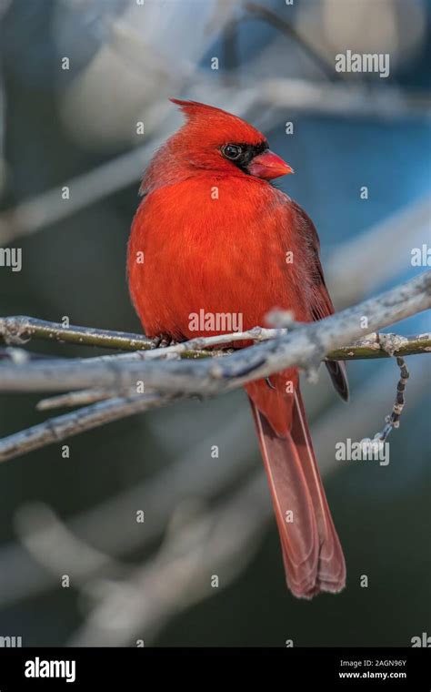 Male Northern Cardinal On Branch Stock Photo Alamy