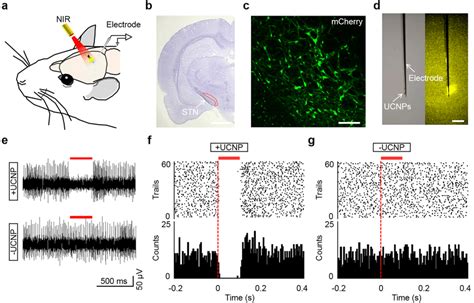 In Vivo Neural Stimulation Using Implanted Enhanced Ucnps A