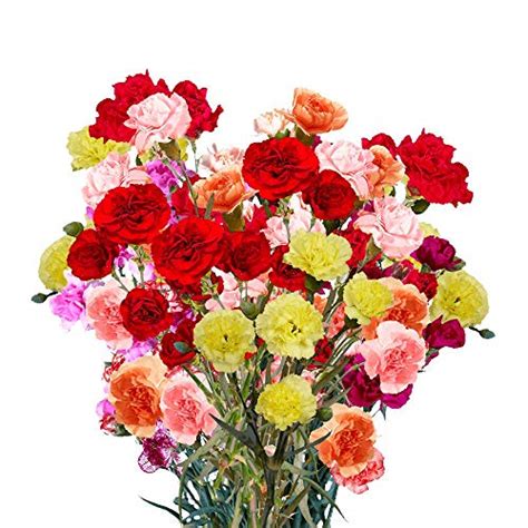 Globalrose 100 Stems Of Fresh Cut Assorted Colors Spray Carnations