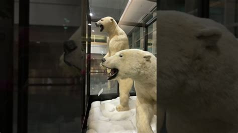 Polar Bears In Anchorage Alaska Ted Stevens Airport Youtube