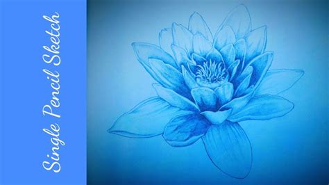 Water Lily Speed Drawing Single Pencil Sketch Artodidact Youtube