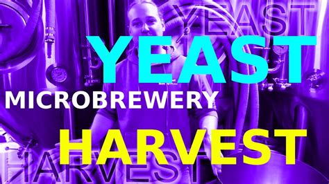 Yeast Harvest How To Microbrewery Youtube