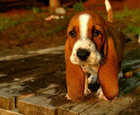 50 Most Popular Basset Hound Dog Names