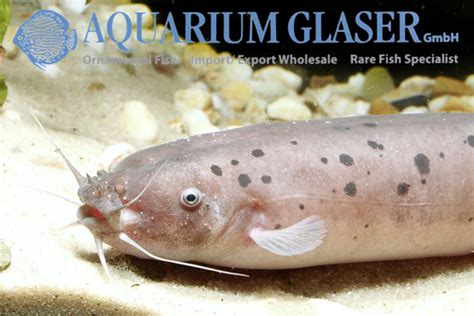 10d Catfishes From Africa Aquarium Glaser Gmbh