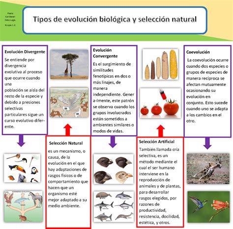Tipos De Evolución Biológica Biologia Basica Ii Apuntes 1 Evolución