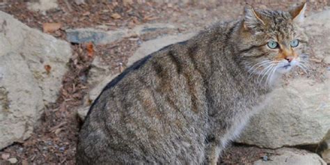 Descubren Una Nueva Especie De Gato Gigante Con Dientes De Sable La 100