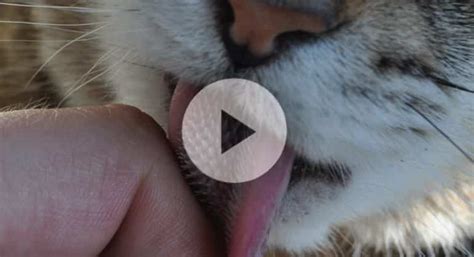 Why Do Cats Have Rough Tongues Morgridge Institute For Research