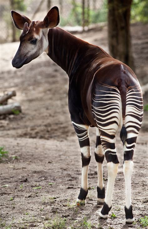 Okapi Although It Is Striped Like A Zebra The Okapi Is Mo Flickr