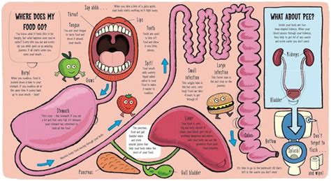 Maybe you would like to learn more about one of these? My Amazing Body: basic biology for preschoolers | Body ...