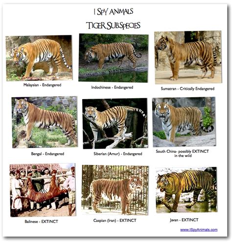 Pictures Of Tigers And Lions From Different Areas In Lion Vs Tiger
