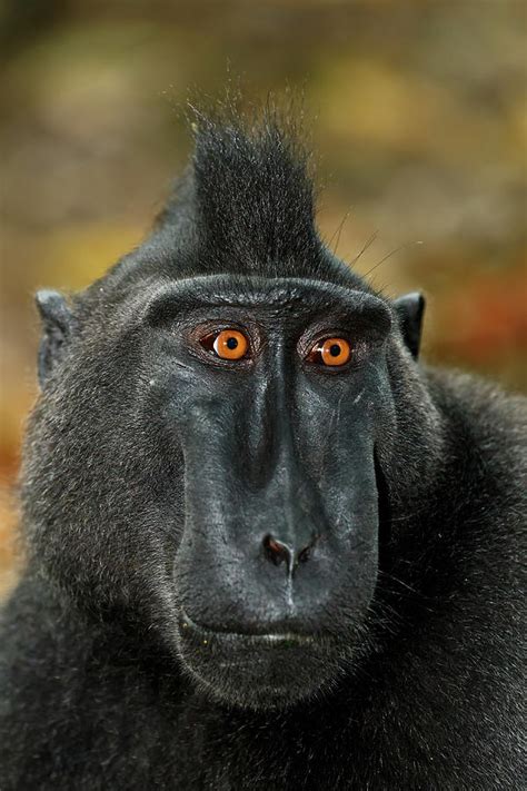 Celebes Crested Macaque Sulawesi Indonesia Wildlife Photograph By Artush Foto