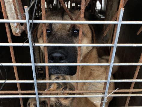 Petition Update · Must Watch Inside The Grim Scene Of A Korean Dog