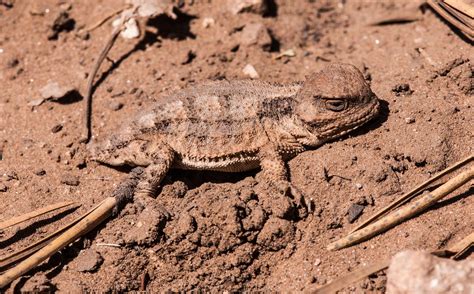 Best Time For Blood Shooting Lizards Phrynosoma In Arizona 2024