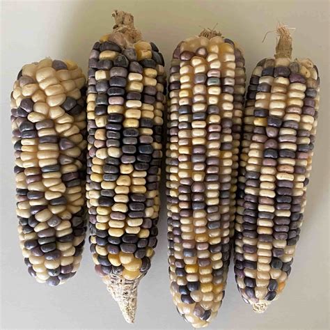 Sticky Corn Multi Coloured Seeds Waxy Corn Or Glutinous Corn