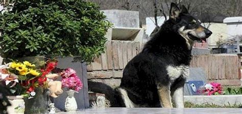 Dog Guards Deceased Owners Grave For 6 Years