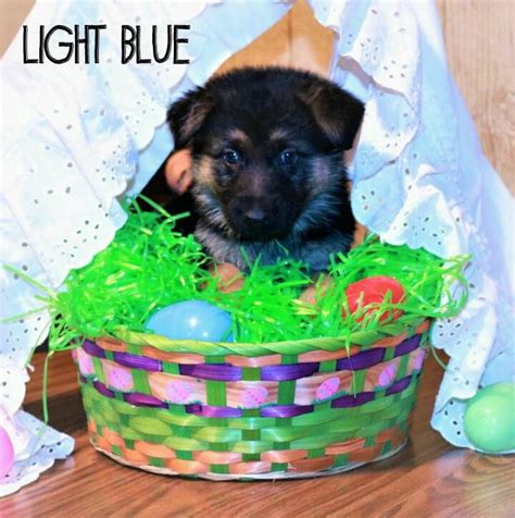 Visit us now to find the right german shepherd for you. German Shepherd Dog puppy for sale in LYNCHBURG, OH. ADN-71577 on PuppyFinder.com Gender: Female ...
