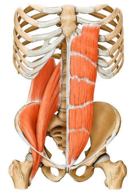 Everything You Need To Know About Your Core Muscles Yoga Anatomy